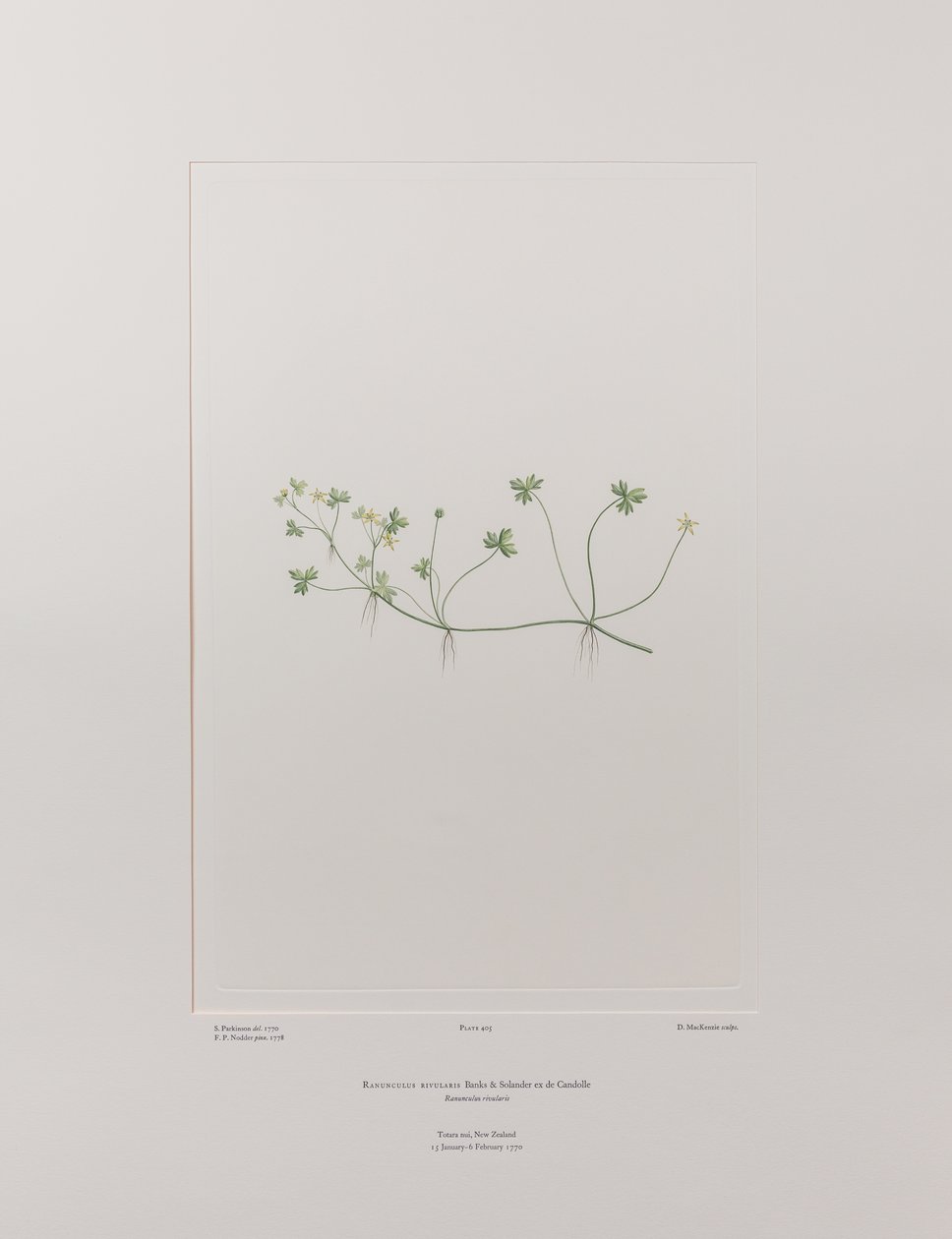Ranunculus rivularis (Ranunculaceae) - Planche 405, Florilège de Banks, c.1771-84 (gravure sur cuivre sur papier) - Joseph Banks