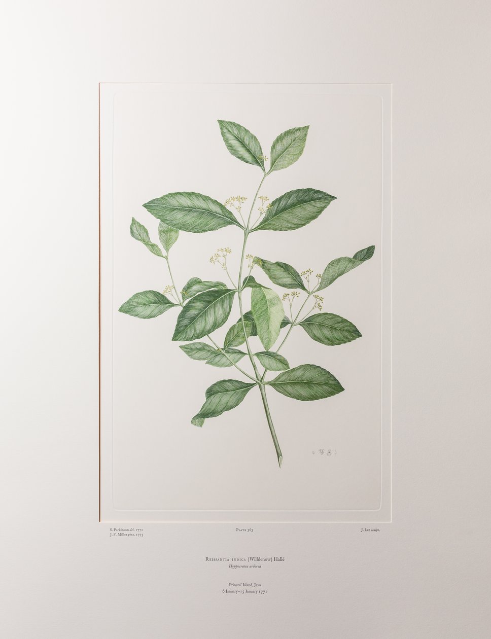 Reissantia indica (Celastraceae) - Planche 363, Florilège de Banks, c.1771-84 (gravure sur cuivre sur papier) - Joseph Banks