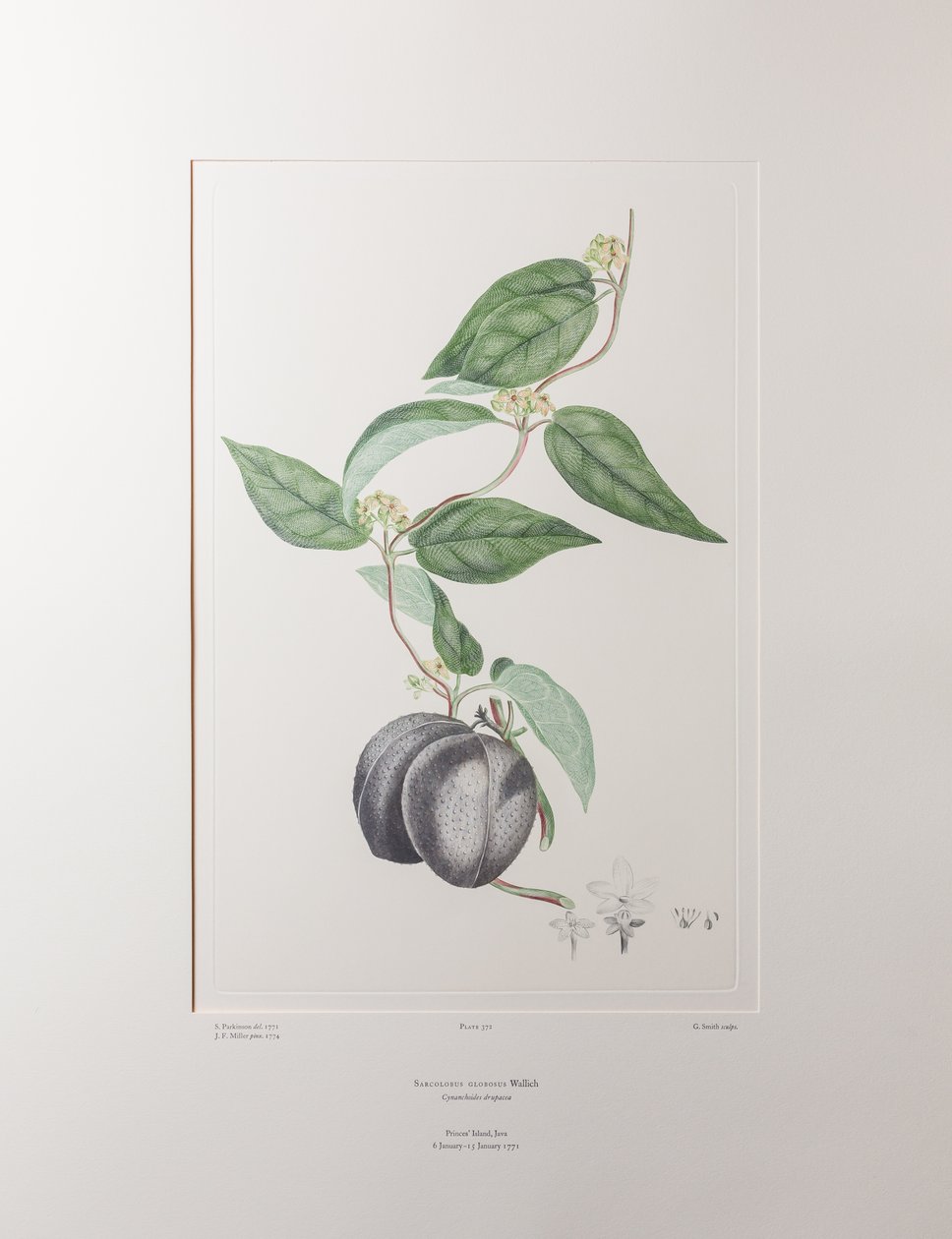 Sarcolobus globosus subsp. globosus (Asclepiadaceae) - Planche 372, Florilège de Banks, vers 1771-84 - Joseph Banks