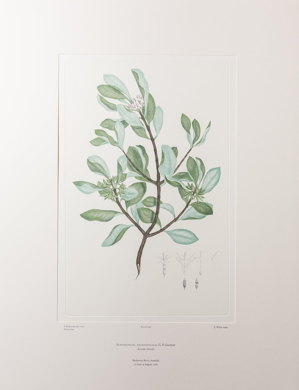 Schyphiphora hydrophyllacea (Rubiaceae) - Planche 148, Florilège de Banks, vers 1771-84 (gravure sur cuivre sur papier) - Joseph Banks