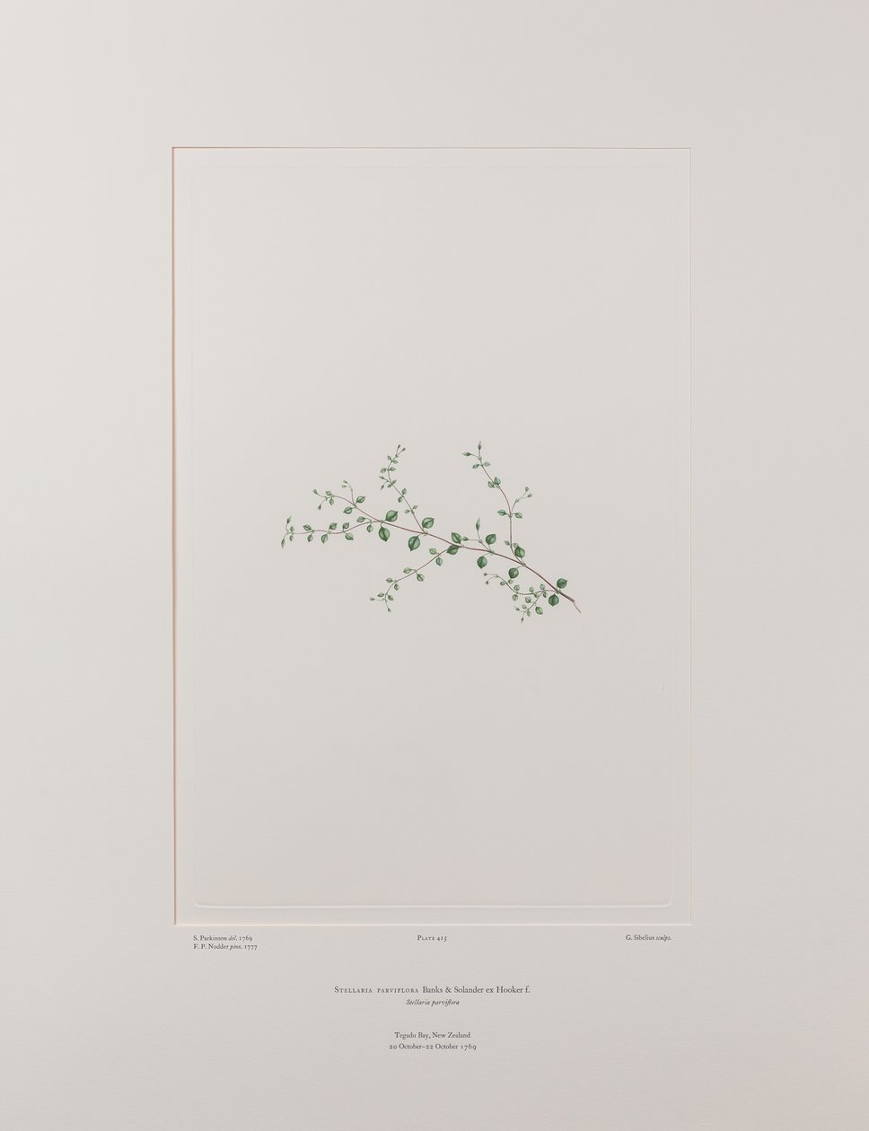 Stellaria parviflora (Caryophyllaceae) - Planche 415, Florilège de Banks, c.1771-84 - Joseph Banks