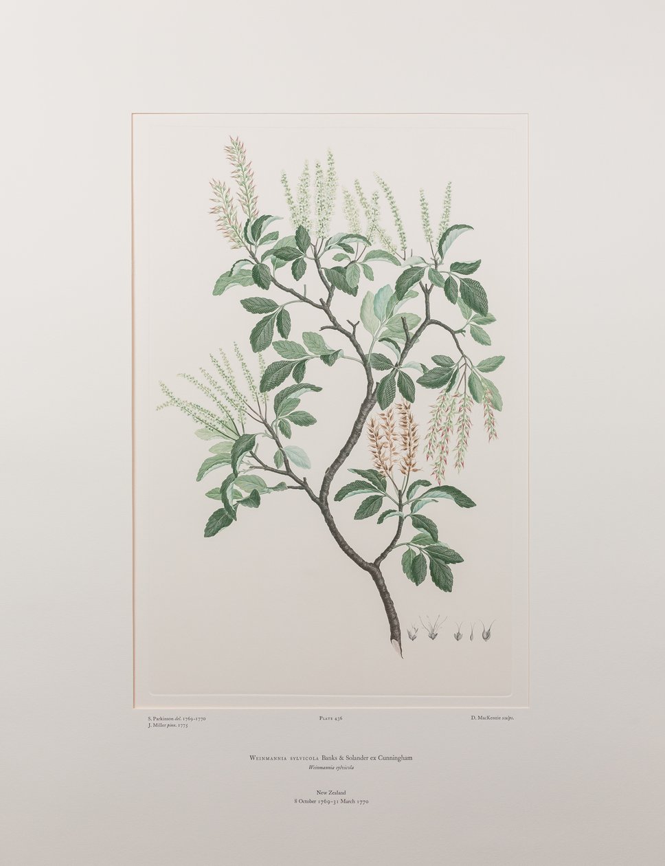 Weinmannia sylvicola (Cunoniaceae) - Planche 436, Florilège de Banks, vers 1771-84 (gravure sur cuivre sur papier) - Joseph Banks