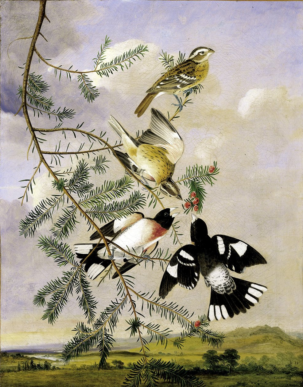Gros-bec à poitrine rose - Joseph Bartholomew Kidd