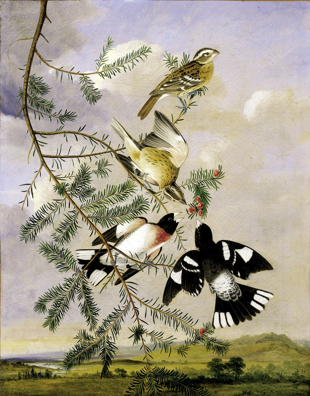 Cardinal à poitrine rose, milieu-fin du 19e siècle - Joseph Bartholomew Kidd