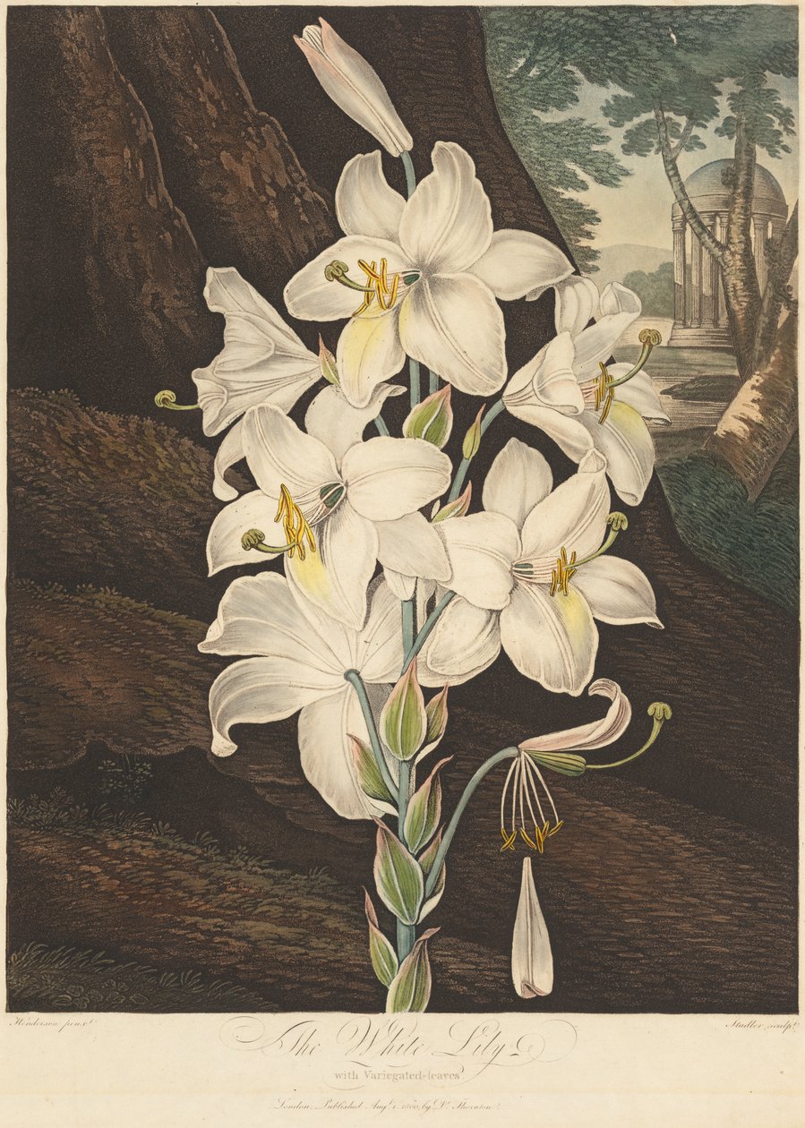 Le Temple de Flora ; ou Jardin de la Nature : Lys blanc à feuilles panachées - Joseph Constantine Stadler