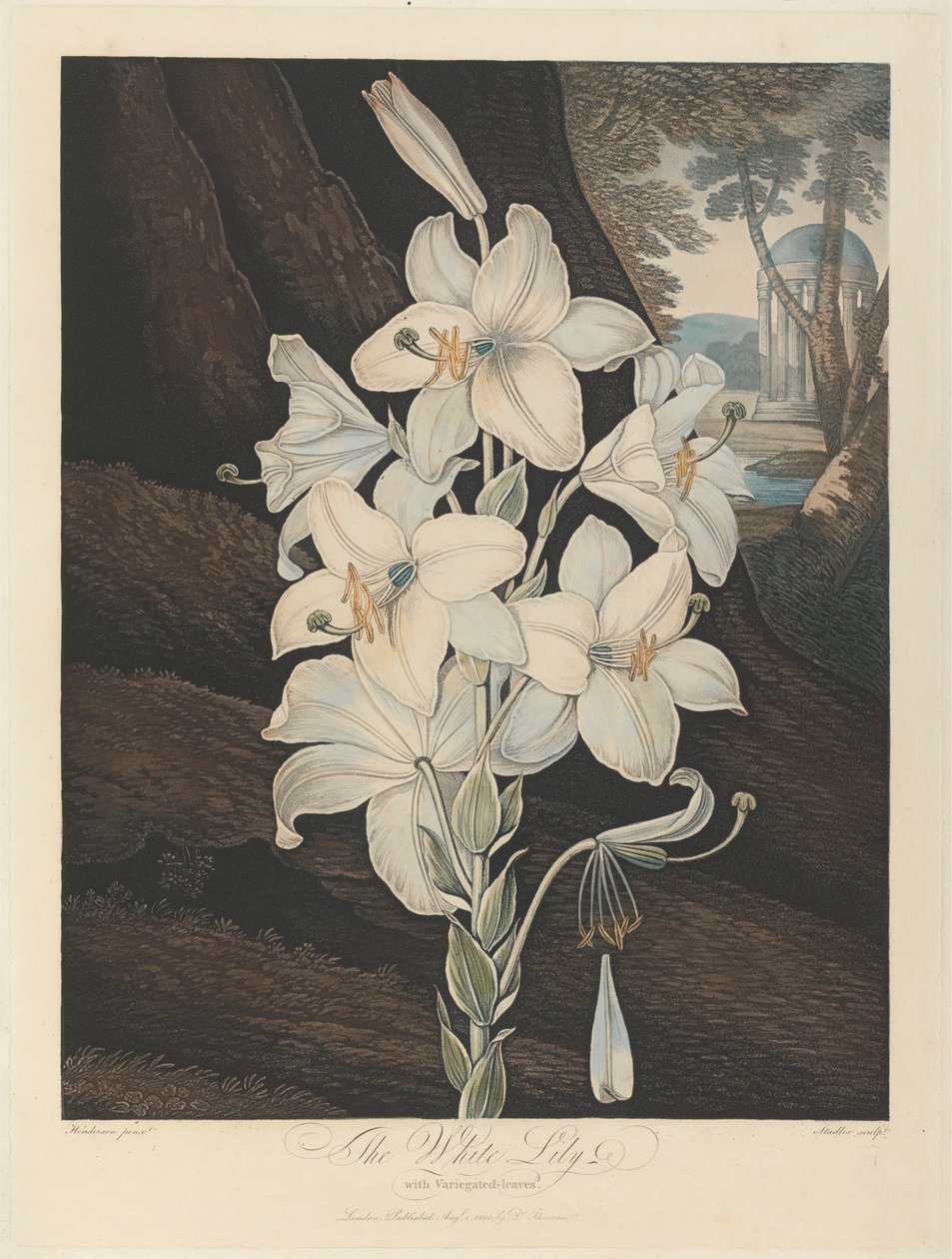 Le lys blanc à feuilles panachées, 1800, de Robert John Thornton, le 