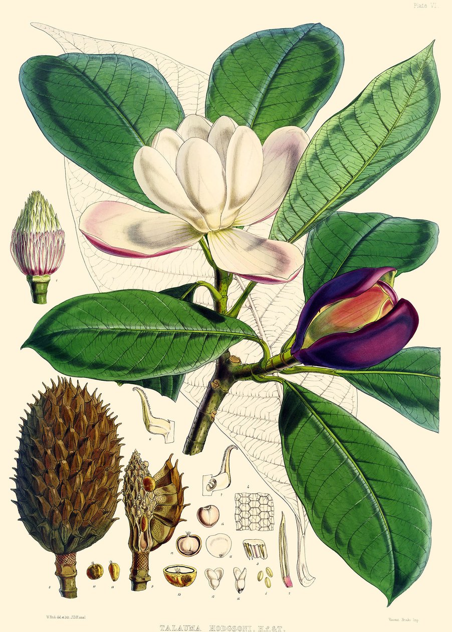 Magnolia hodgsonii, 1855 - Joseph Dalton Hooker