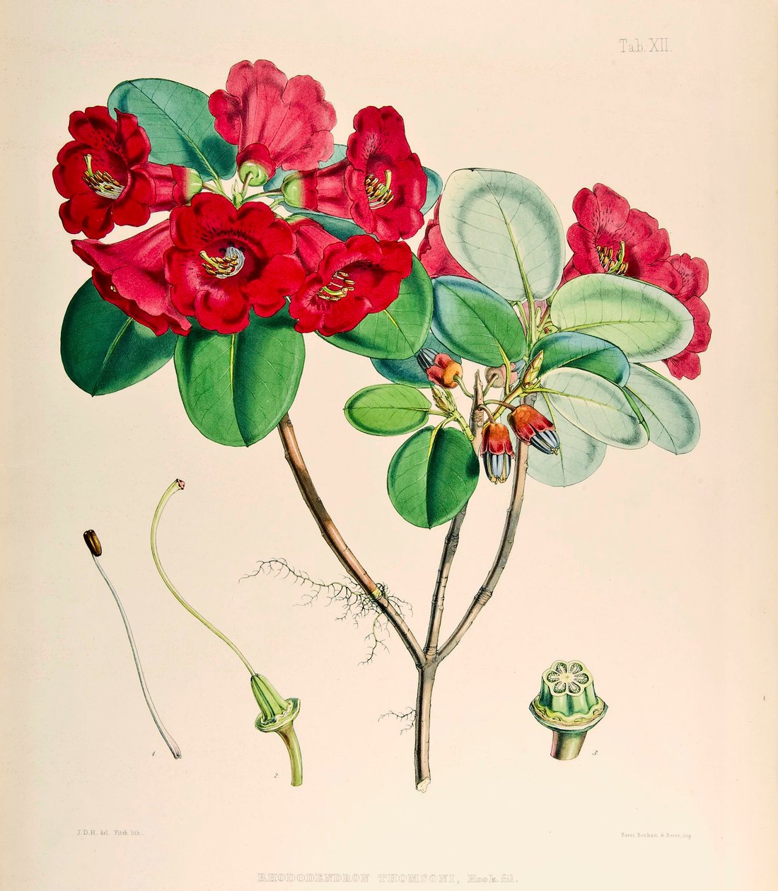 Rhododendron thomsonii, 1895 - Joseph Dalton Hooker