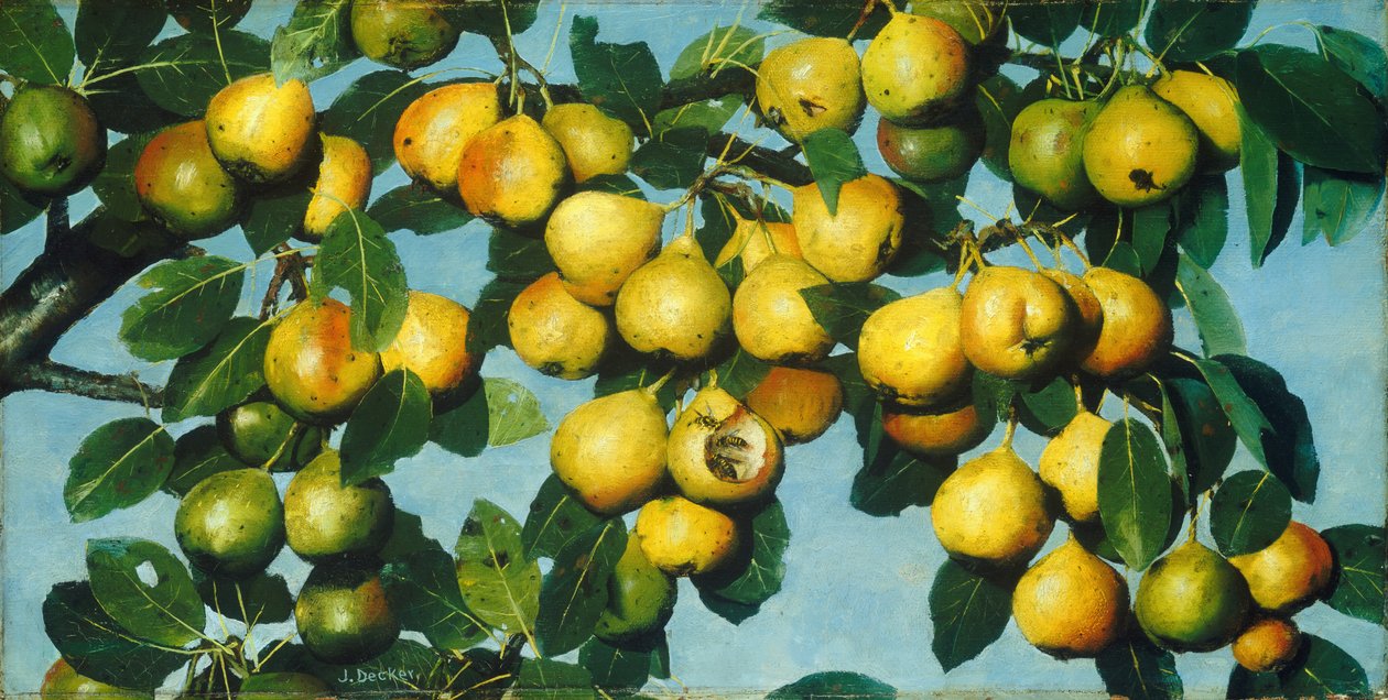Poires mûrissantes - Joseph Decker