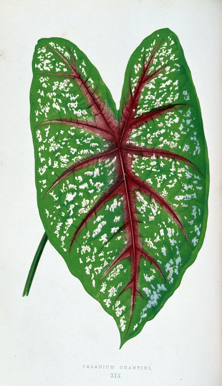Feuille de Caladium Chantini. Planche botanique dans "Plantes à feuillage coloré" - Joseph Edward and Howard W Lowe