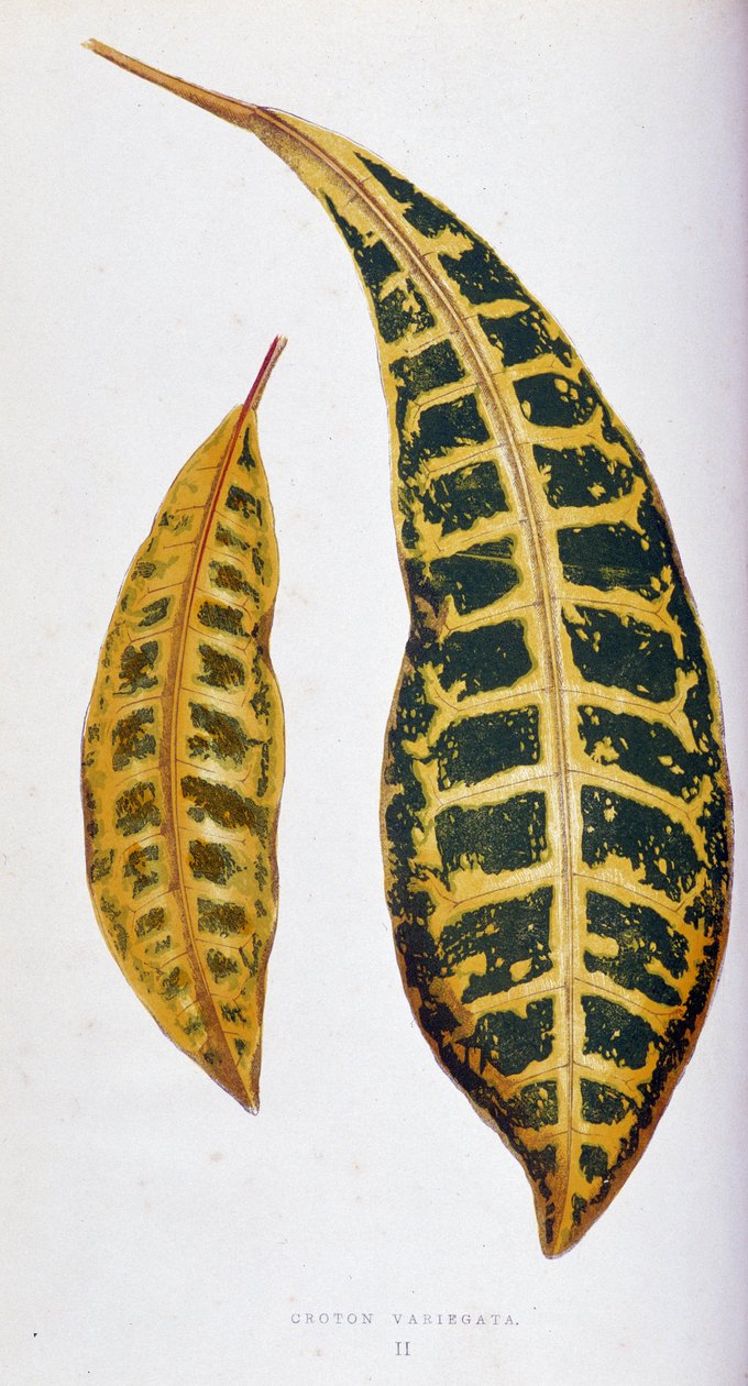 Feuille de Croton variegata. Planche botanique dans "Plantes à feuillage coloré. Collection des espèces les plus remarquables utilisées pour décorer jardins, serres et appartements, par Edward Joseph Lowe et W. Howard, membres de la London Horticulture Soc - Joseph Edward and Howard W Lowe