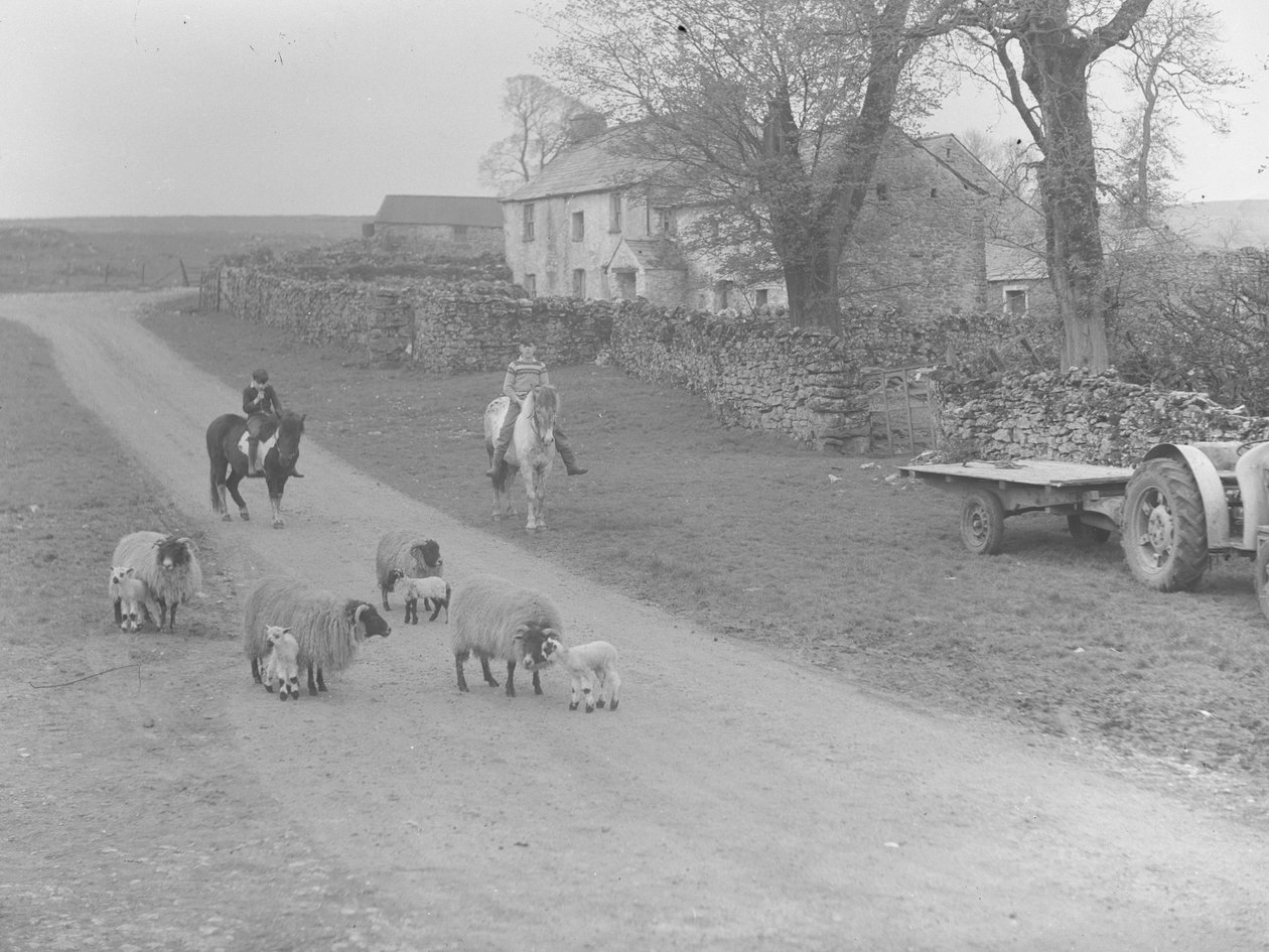 Vue de moutons, d