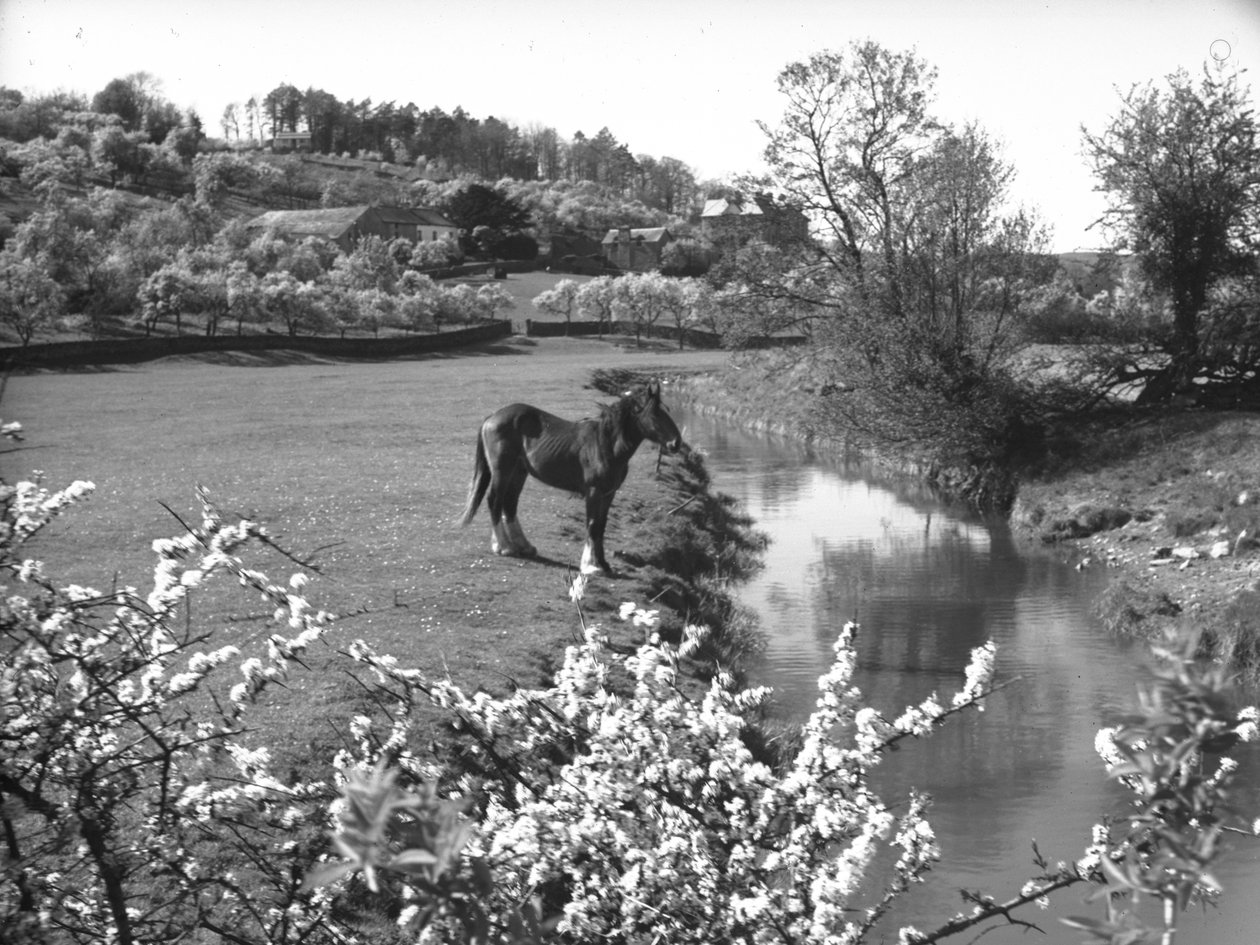 Fleur au premier plan avec un cheval près d
