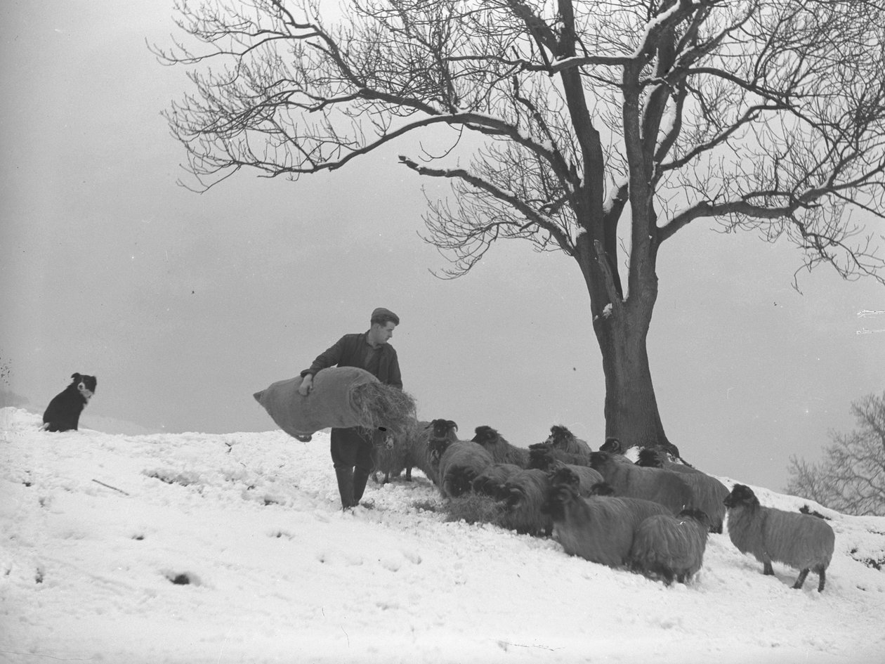 Agriculteur transportant un sac de foin pour nourrir un troupeau de moutons - Joseph Hardman