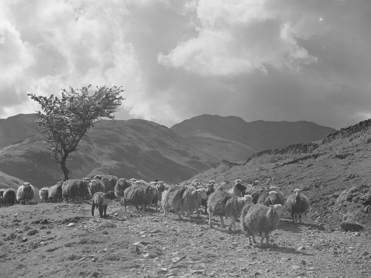 Troupeau de moutons avec les montagnes en arrière-plan - Joseph Hardman