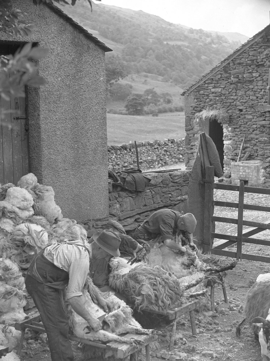 Hommes tondant des moutons sur des bancs - Joseph Hardman
