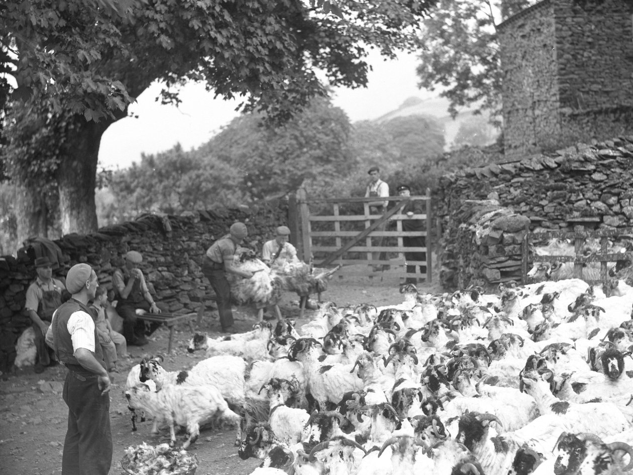 Hommes tondant des moutons sur des bancs avec un troupeau de moutons au premier plan - Joseph Hardman