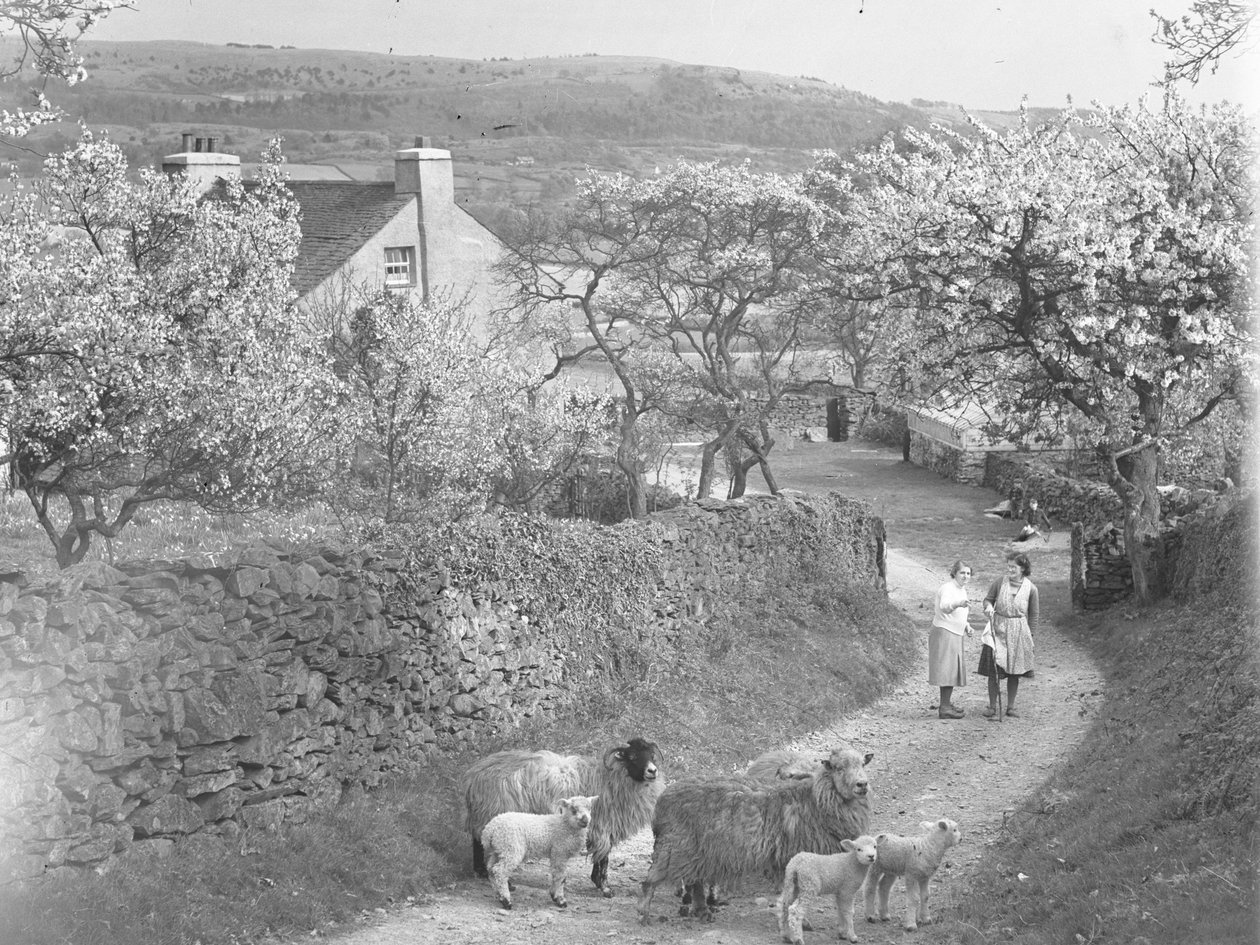 Moutons et agneaux sur la piste avec des arbres en fleurs de part et d
