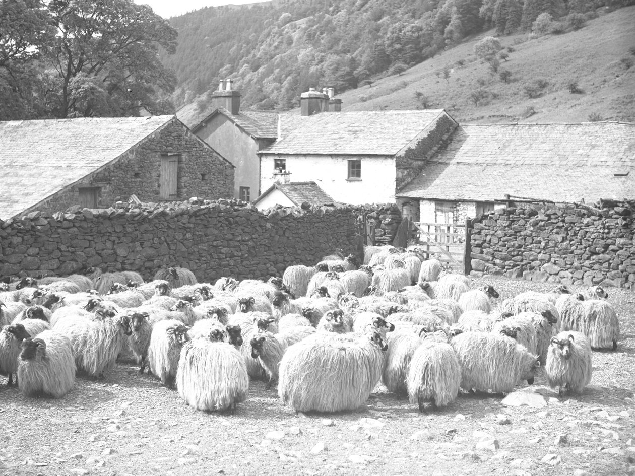 Moutons au premier plan, cour de ferme et mur de pierres sèches à l