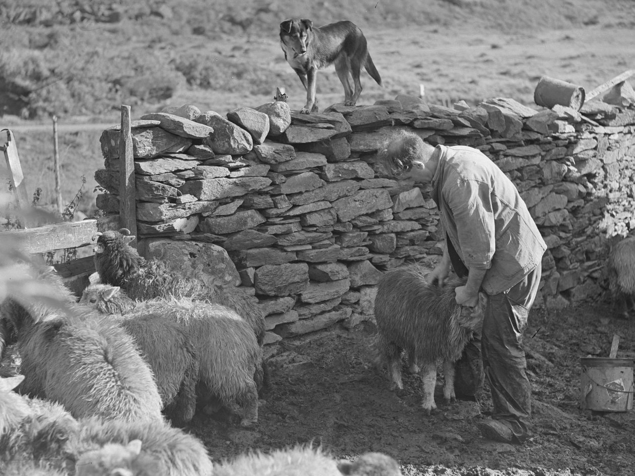 Berger avec ses moutons - Joseph Hardman