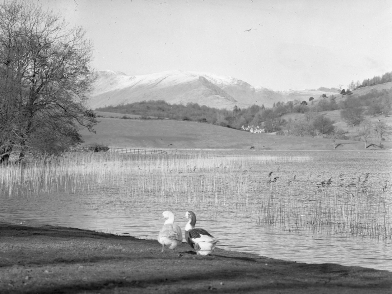 Deux oies au bord de l