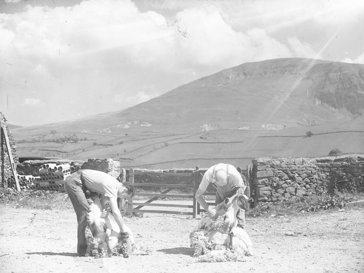 Deux moutons tondus à la main à Thirlmere - Joseph Hardman