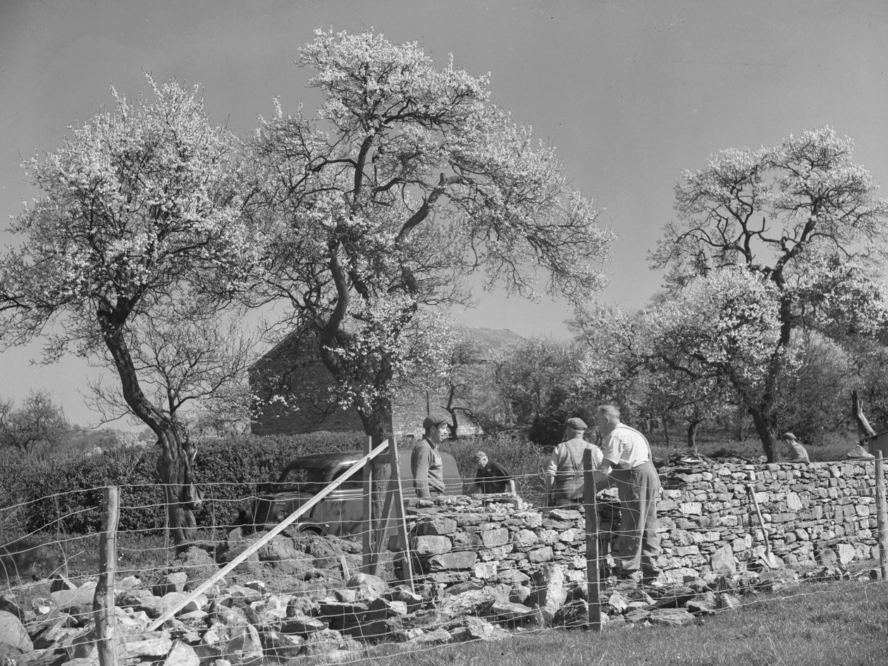 Muralistes travaillant sur un mur de pierres sèches - Joseph Hardman