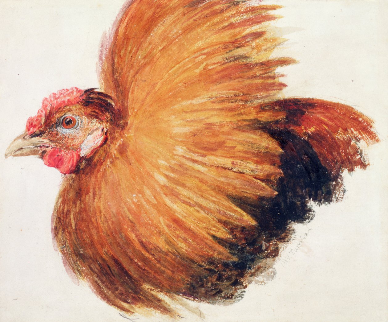 Coq de combat, du Livre des oiseaux de Farnley, c.1816 - Joseph Mallord William Turner