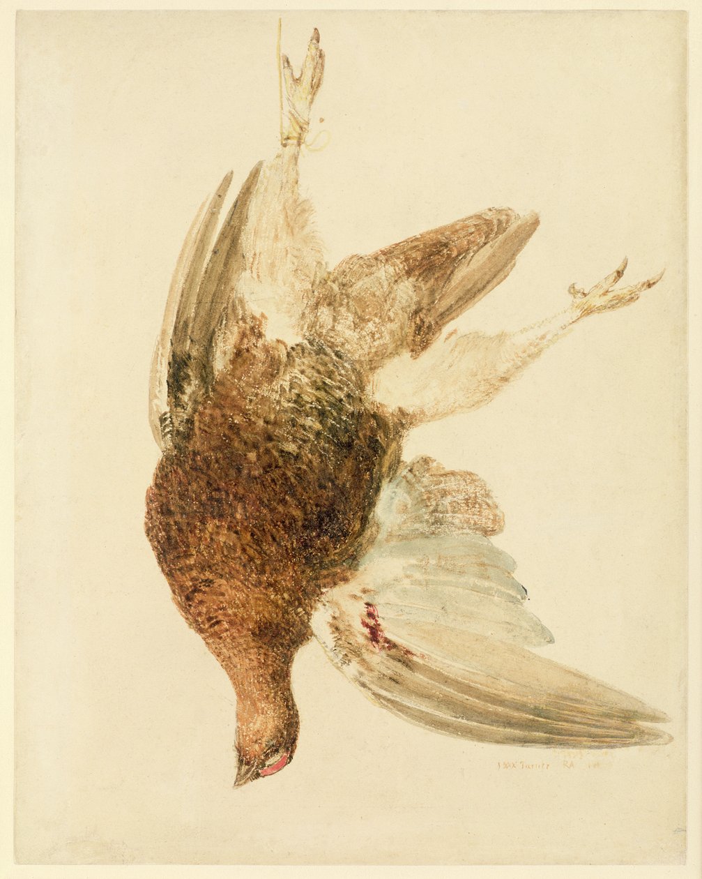 Grouse, du Livre des oiseaux de Farnley - Joseph Mallord William Turner