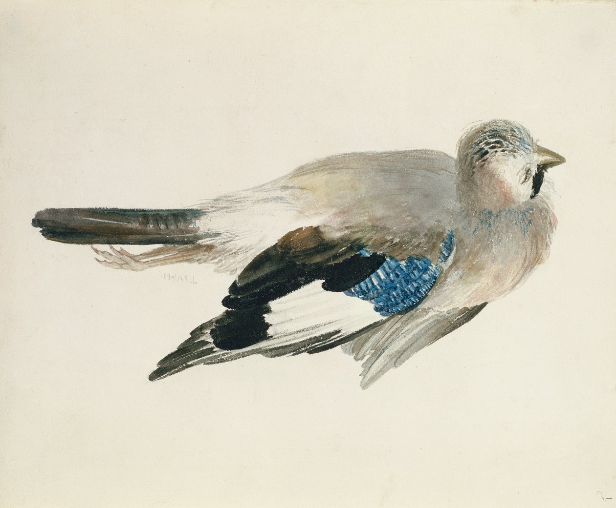 Geai, du Livre des oiseaux de Farnley, vers 1816 - Joseph Mallord William Turner