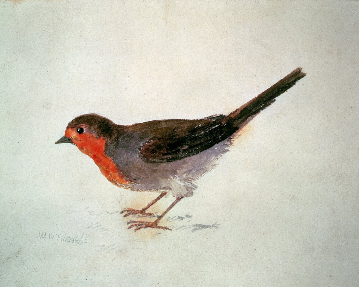 Rouge-gorge, du Livre des oiseaux de Farnley, vers 1816 - Joseph Mallord William Turner