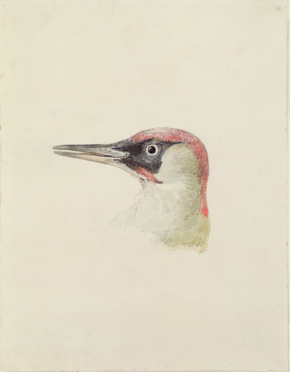 Pic, du Livre des oiseaux de Farnley, c.1816 - Joseph Mallord William Turner
