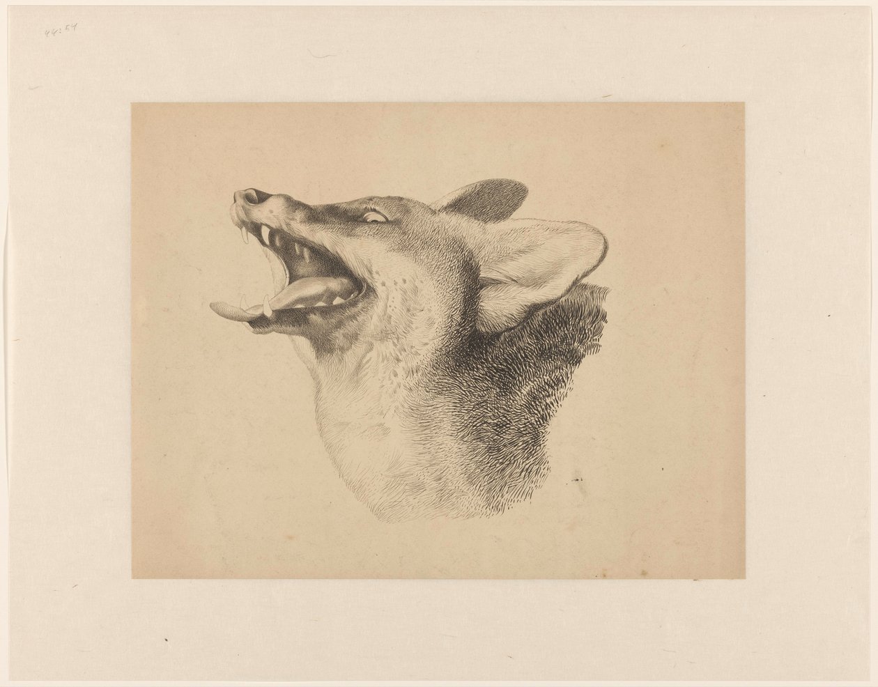 Tête de renard - Joseph Mendes da Costa