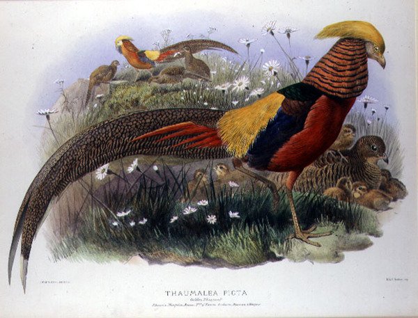 Thaumalea picta (Faisan doré) gravé par M. & N. Hanhart - Joseph and Smit J. Wolf
