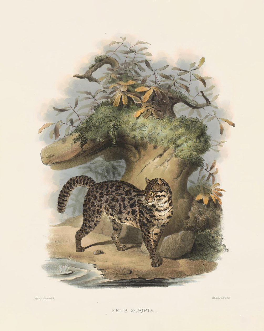 Chat léopard d