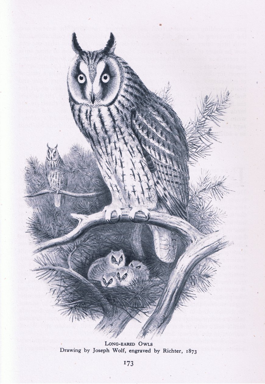 Hibou moyen-duc, Nature en Grande-Bretagne publiée par Collins, 1946 - Joseph Wolf
