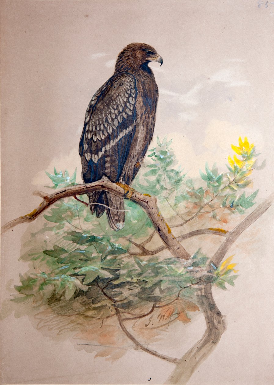Aigle tacheté (Aquila clanga), 1856-67 - Joseph Wolf