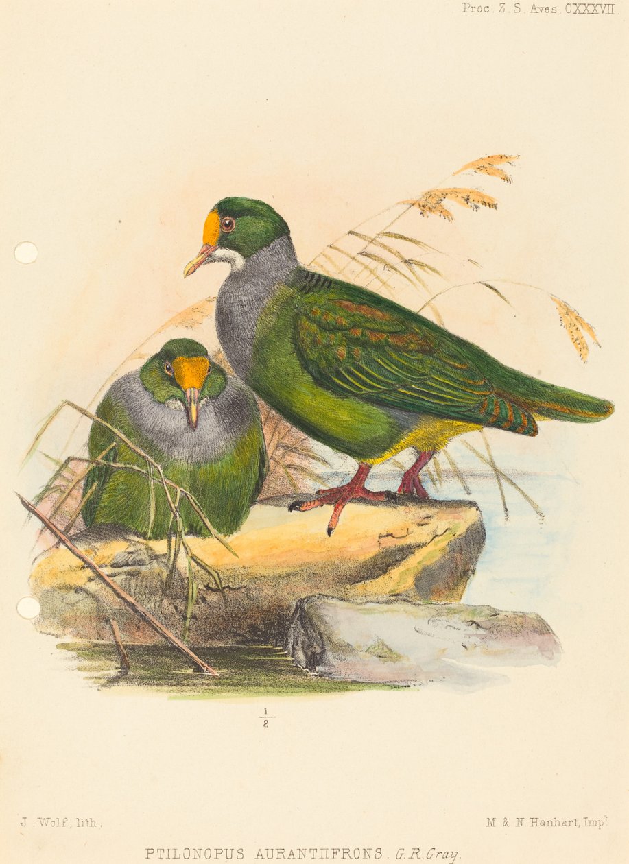 Deux oiseaux (Ptilonopus Auranthfrons) - Joseph Wolf