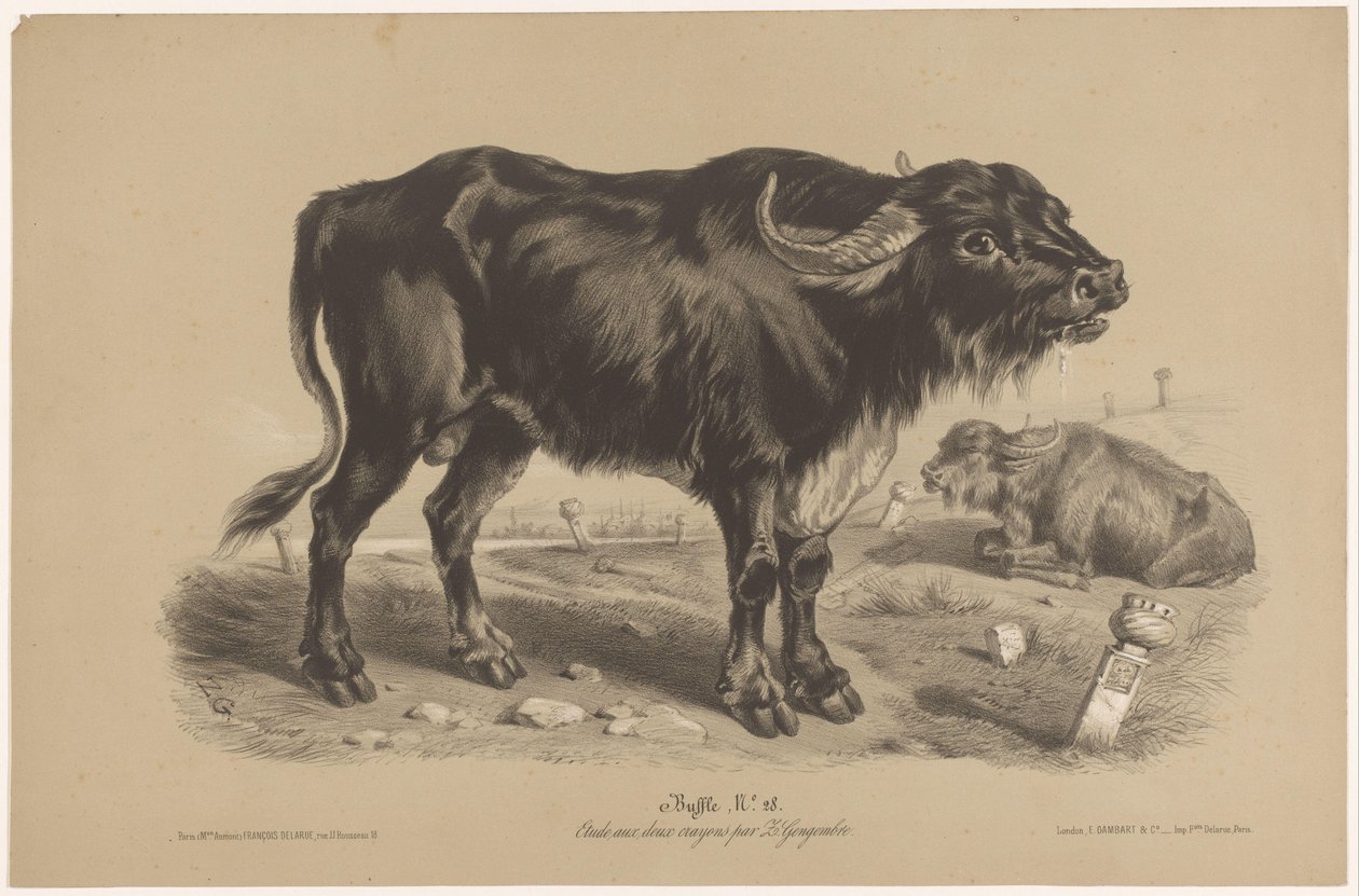 Buffle (Dierenstudies in twee soorten krijt, Étude aux deux crayons par Z. Gengembre) - Joseph Zephyris Gengembre