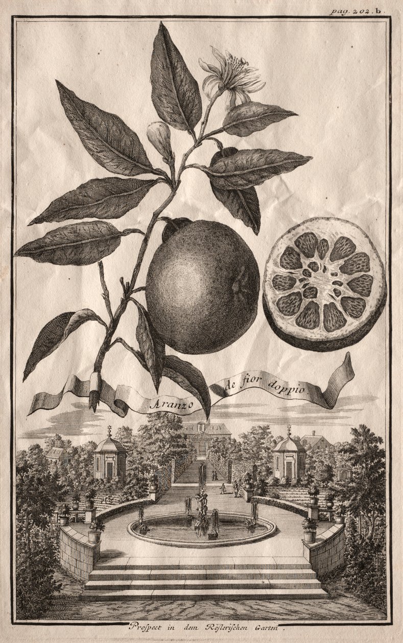 Nurnbergische Hesperides : Aranzo de fior doppio, 1714 - Joseph de Montalegre