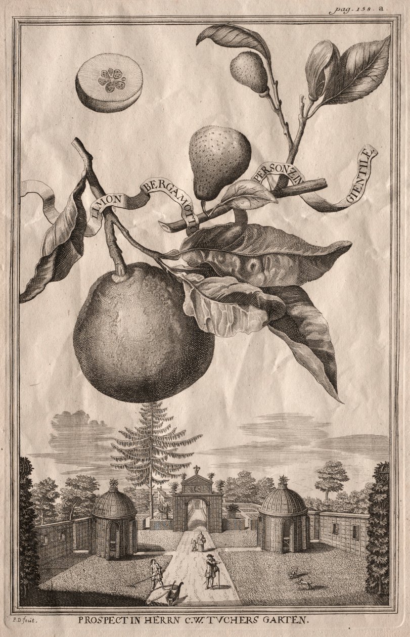 Nurnbergische Hesperides: Limon bergamotto personzin gientile, 1714 - Joseph de Montalegre