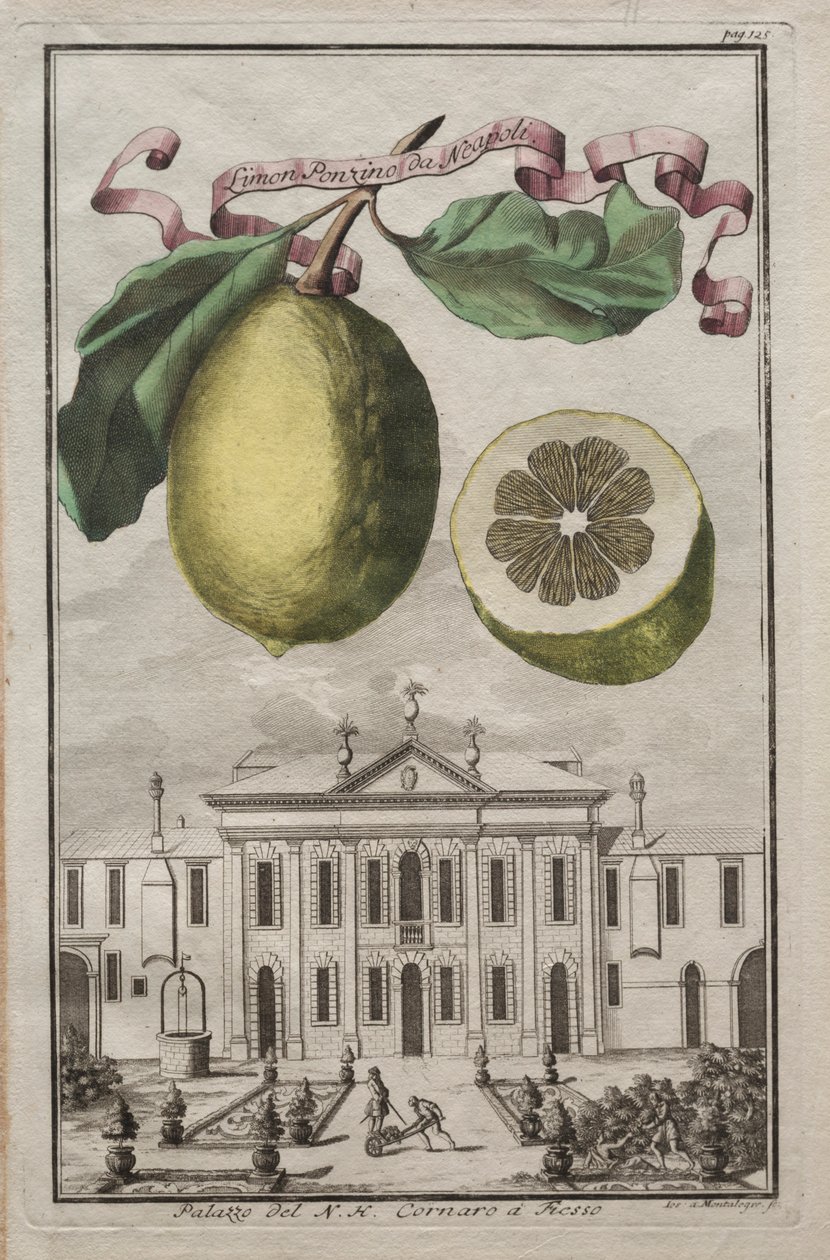 Nurnbergische Hesperides : No125 - Limon Ponzino da Neapoli. Palazzo del N. H. Cornaro à Fiesso, vers 170 - Joseph de Montalegre