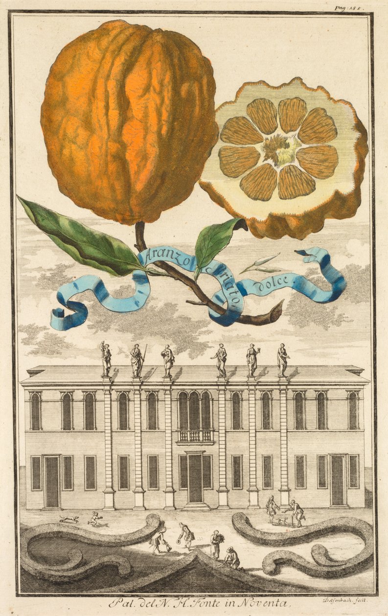 Nurnbergische Hesperides : No. 185 - Aranzo Striato dolce. Palazzo del N. H. Fonte à Noventa - Joseph de Montalegre