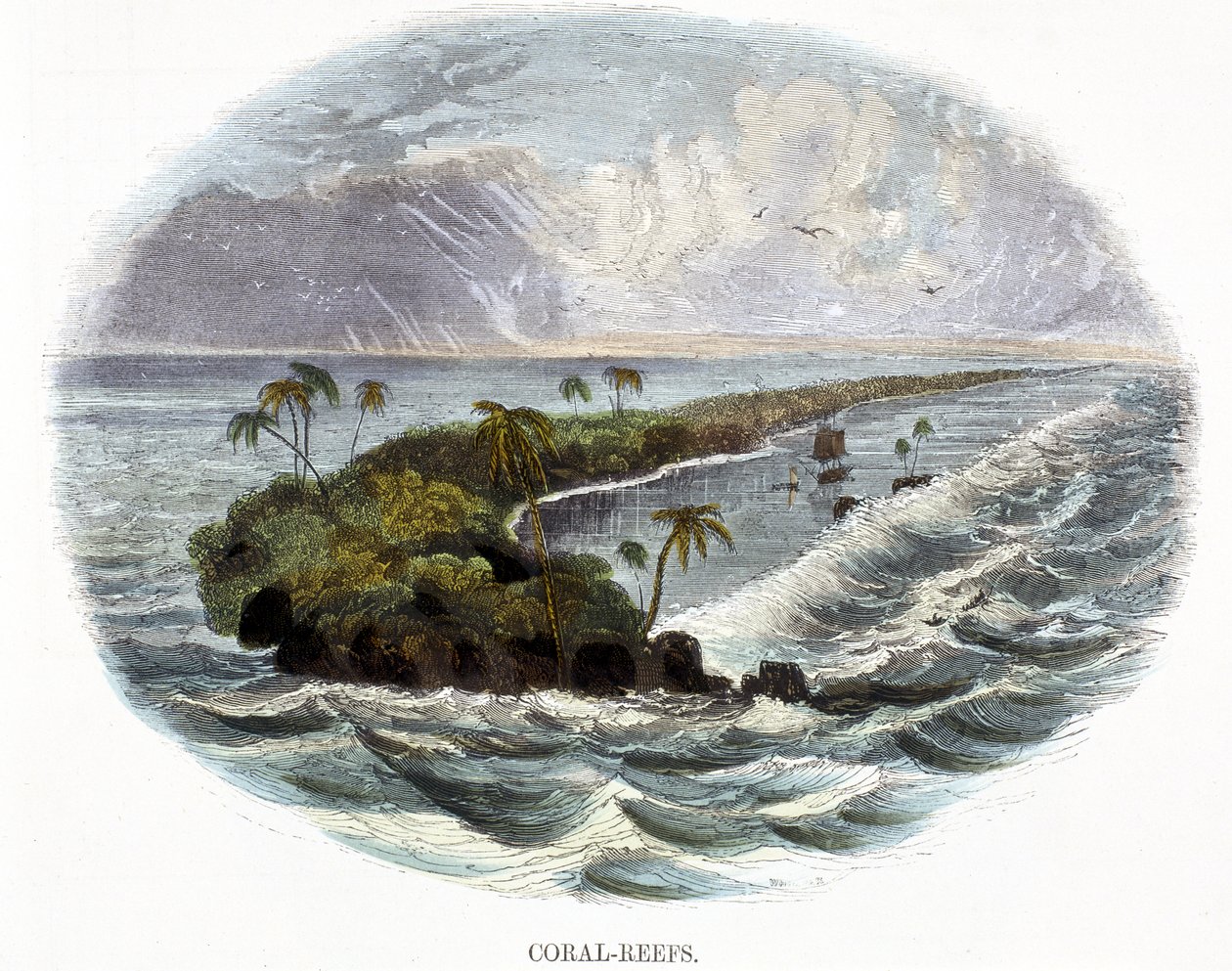 Récifs Coralliens, de Phénomènes de la Nature, 1849 - Josiah Wood Whymper