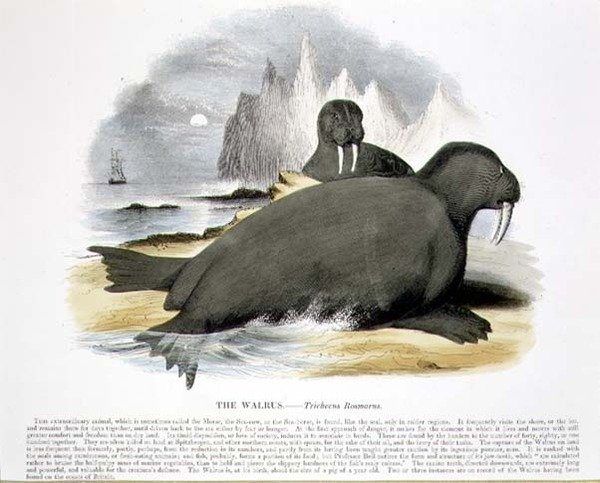 Le Morse (Trichecus rosmarus) illustration éducative publiée par la Society for Promoting Christian Knowledge - Josiah Wood Whymper