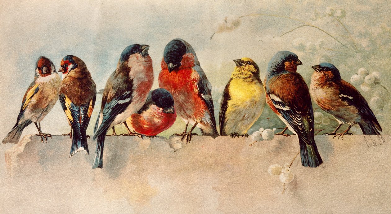 Oiseaux - Josse Photo