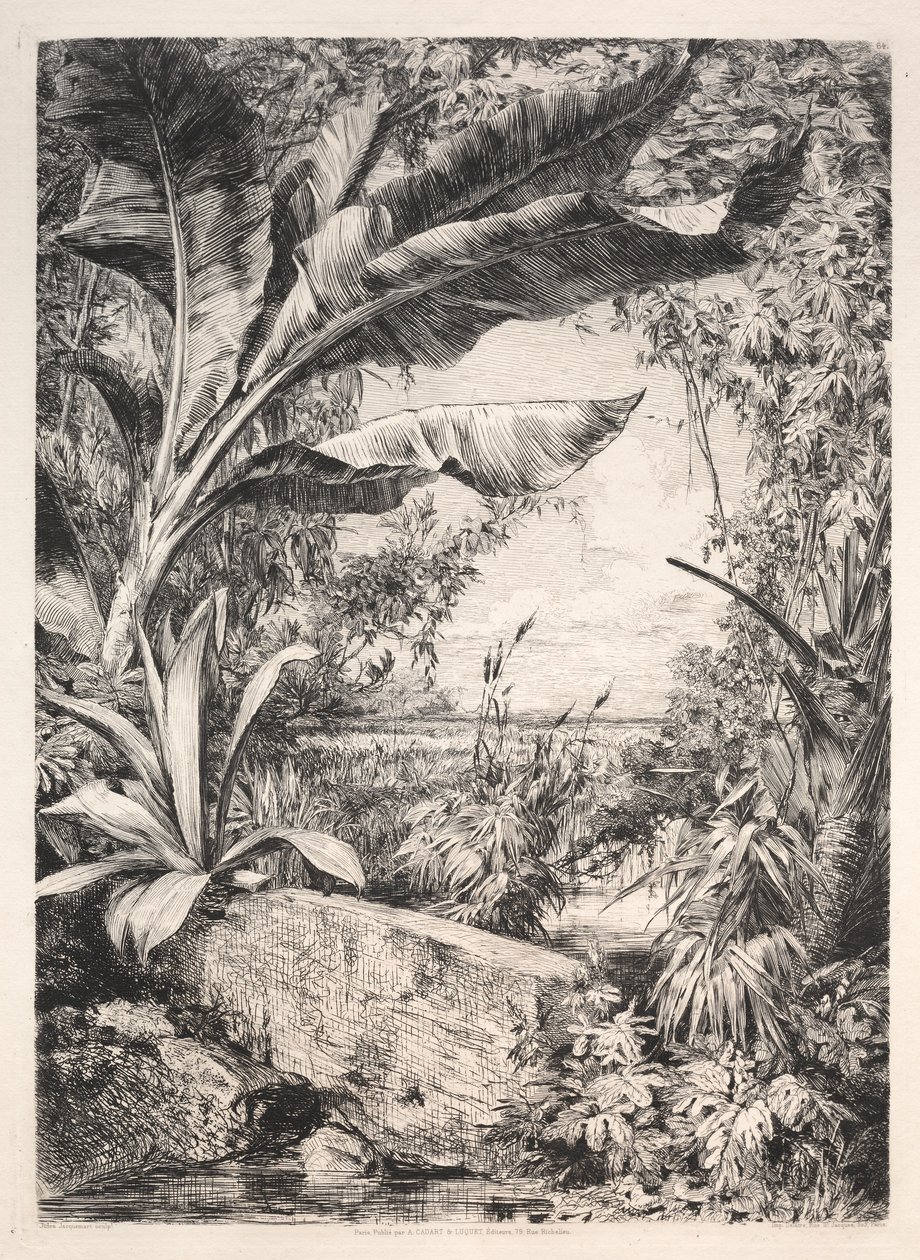 Plantes de la serre, 1872 - Jules Ferdinand Jacquemart