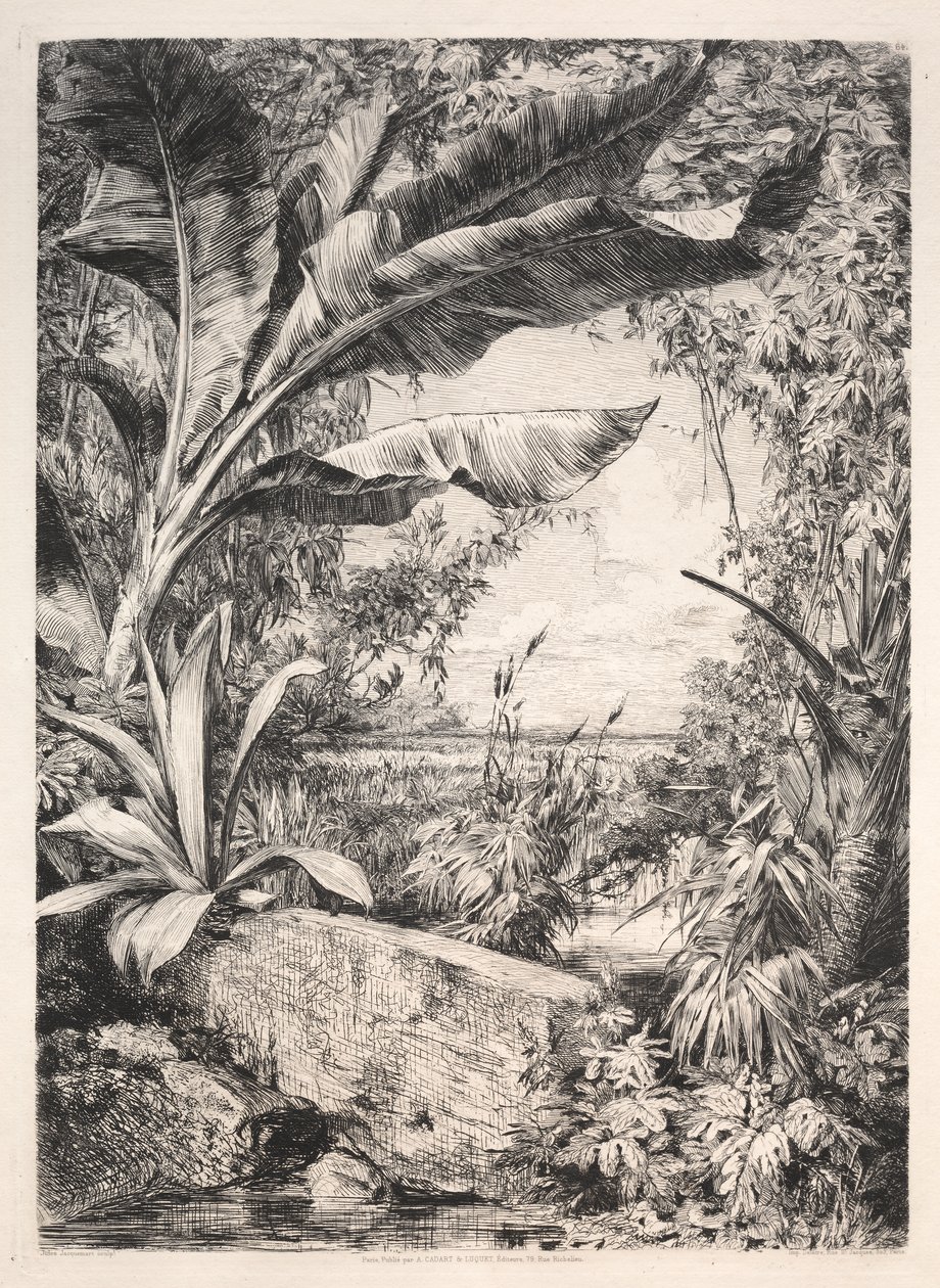 Plantes de la Serre - Jules Jacquemart