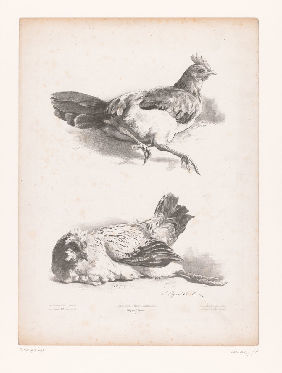 Étude de deux poules couchées - Jules Joseph Augustin Laurens