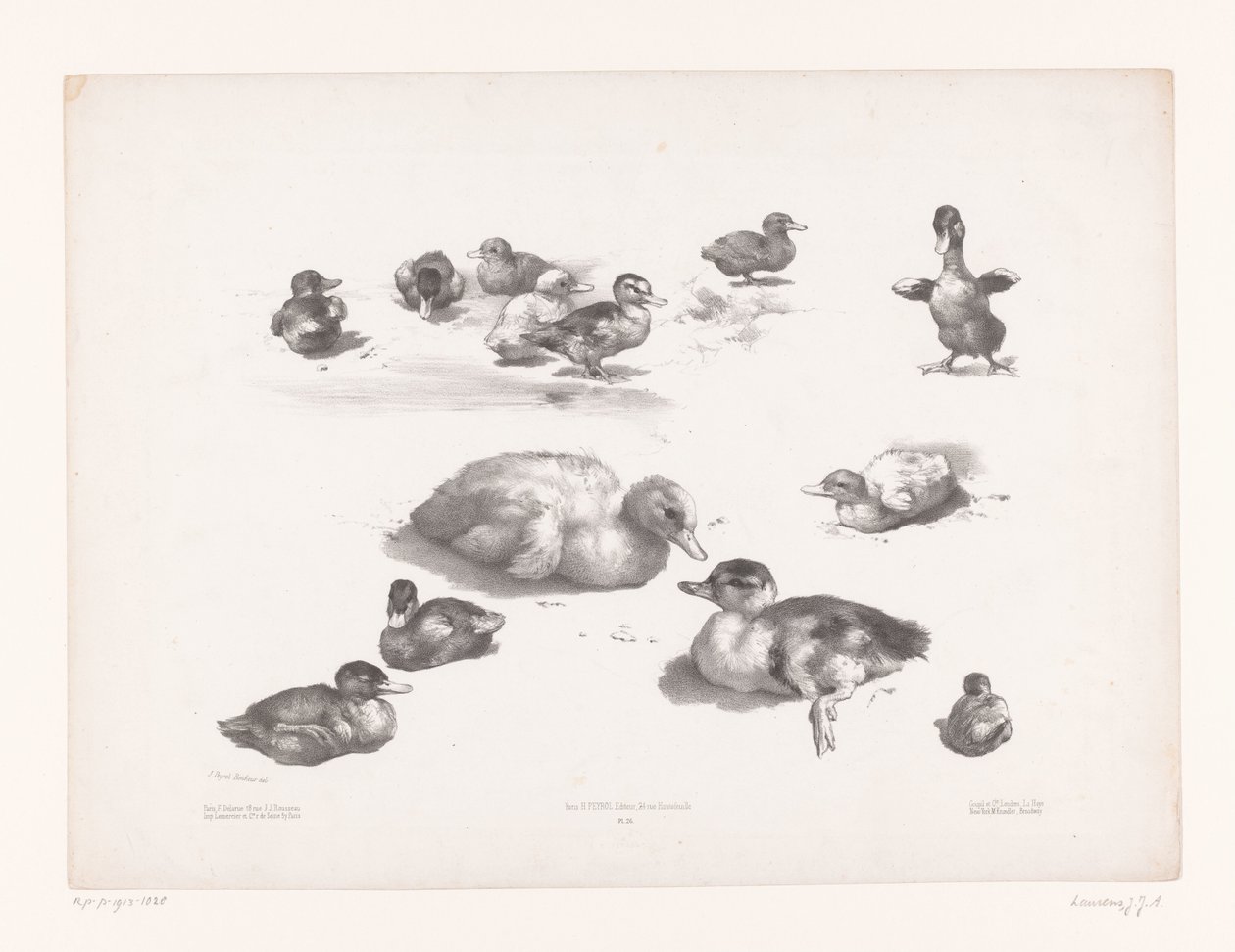 Études de canards et canetons - Jules Joseph Augustin Laurens